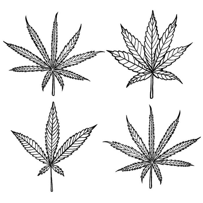 types-of-cannabis-768x768
